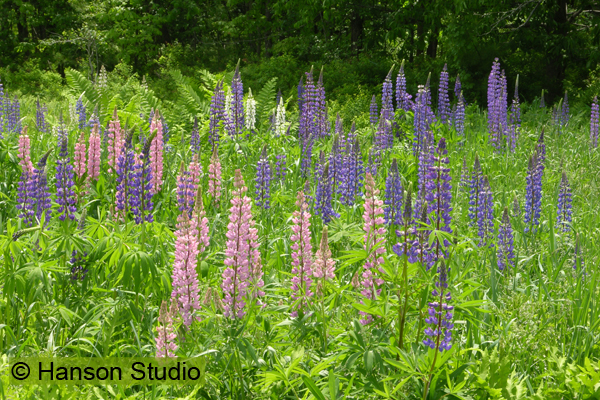 Field of Lupines